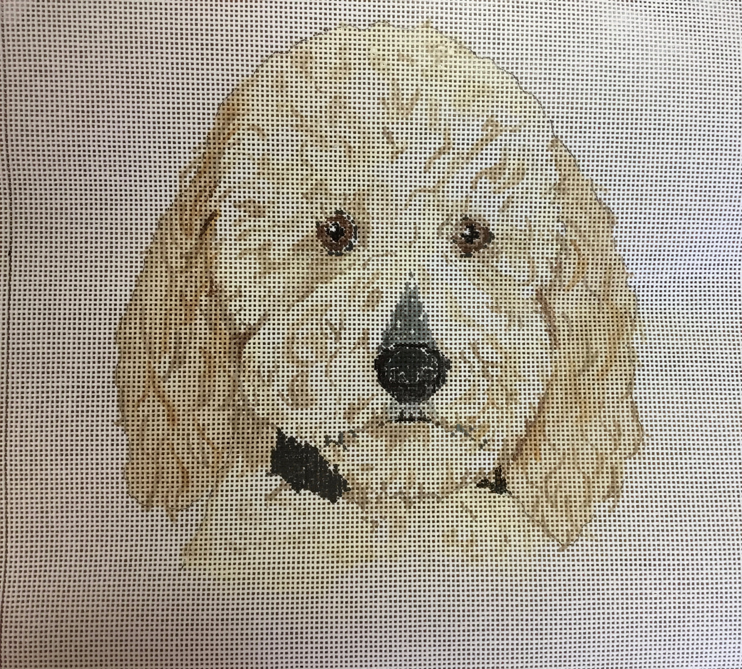 Custom White labradoodle